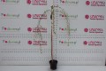 Wiśnia różowa 'Pendula Rubra' (Pa) C3.JPG