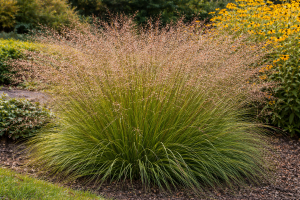 Poronica różnołuskowa 'Cloud' C2