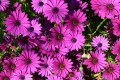 papazachariasa-osteospermum-5094048.jpg