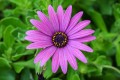 dimitrisvetsikas1969-african-daisy-2144267.jpg