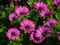 hans-garden-8211.jpg