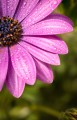 niki_emmert-african-daisy-7237928.jpg