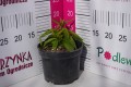Floks Early® 'Lavender Pop' C1,5.JPG