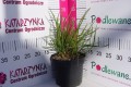 Ostnica pekińska C2.JPG