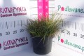Turzyca prosowata 'Pamira' C2.JPG