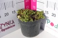 Mięta okrągłolistna 'Variegata' C2.JPG
