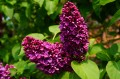 kapa65-lilac-332513.jpg