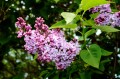 kapa65-lilac-333316.jpg