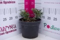 Budleja Dawida Butterfly Candy Little 'Purple' C2.JPG