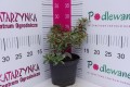 Pieris japoński 'Astrid' C2.JPG