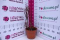 Berberys Thunberga 'Red Pillar' C2.JPG