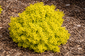 Berberys thunberga 'Summer Sunset'.png