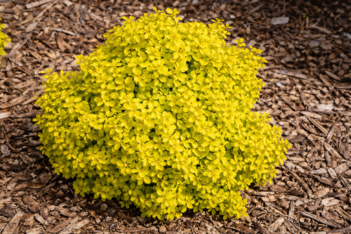 Berberys thunberga 'Summer Sunset'.png