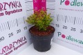 Berberys Thunberga 'Goldalita' C2.JPG