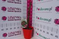 DSC01133.JPG