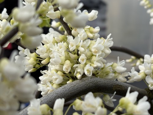 Judaszowiec kanadyjski 'Vanilla Twist' 9.jpg