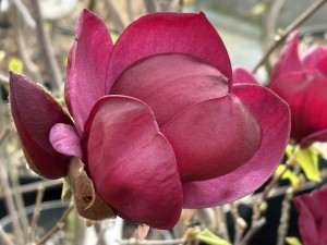 Magnolia 'Genie' PBR C4