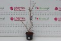 Wiśnia piłkowana 'Pink Perfection' C5.JPG
