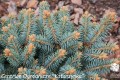 Pic. pun. Glauca Compacta (3) (Kopiowanie).jpg