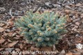 Pic. pun. Glauca Compacta (2) (Kopiowanie).jpg