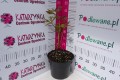 Piwonia chińska 'Primavera' C3.JPG