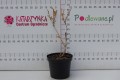 Pęcherznica kalinolistna 'Luteus' C7,5.JPG