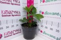 Ciemiernik wschodni 'Pretty Ellen Pink' C3.JPG