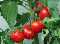 kie-ker-tomatoes-1561565_1920.jpg