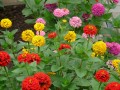 hans-zinnia-59911.jpg