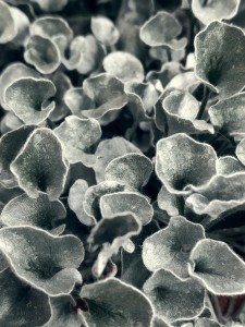 Dichondra C0,7