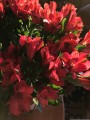 gwpriester-alstroemeria-4135852.jpg