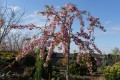 Wiśnia piłkowana 'Kiku-shidare-zakura' (Pa)1.JPG