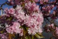 Wiśnia piłkowana 'Kiku-shidare-zakura' (Pa)3.JPG