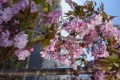 Wiśnia piłkowana 'Kiku-shidare-zakura' (Pa)4.JPG