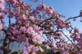 Wiśnia piłkowana 'Kiku-shidare-zakura' (Pa)5.JPG