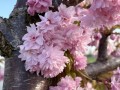 Wiśnia piłkowana 'Kiku-shidare-zakura' (Pa)6.jpg