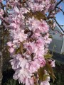 Wiśnia piłkowana 'Kiku-shidare-zakura' (Pa)7.jpg