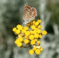 archimar-butterfly-9934723.jpg