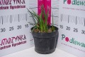 Trytoma groniasta 'Flamenco' C2.JPG