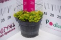 Oregano 'Aureum Green' C2.JPG