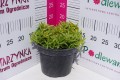Oregano 'Aureum Gold' C2.JPG