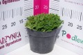 Oregano 'Margherita' C2.JPG