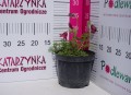 Sasanka 'Red Bells' C1,5.JPG