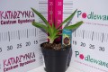 Liliowiec ogrodowy 'Tiger Blood' C2.JPG
