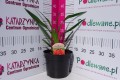 Liliowiec ogrodowy 'Moses' Fire' C2.JPG