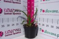 Liliowiec ogrodowy 'Diva's Choice' C2.JPG