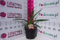 Liliowiec ogrodowy 'Strawberry Candy' C2.JPG