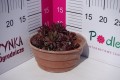 Rojnik BigSam 'Country Red' C1,5.JPG