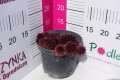 Rojnik BigSam 'Coral Gray' C1,5.JPG