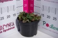 Pstrolistka sercowata C2.JPG
